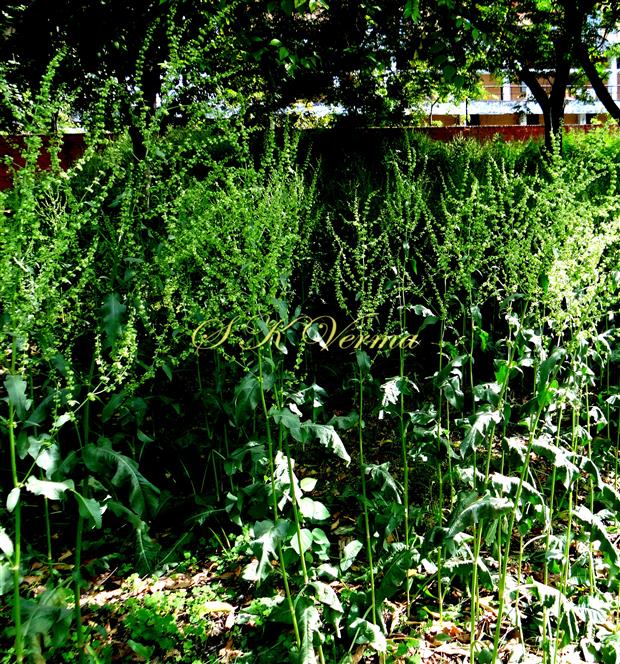  Plants with inflorescences